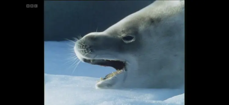 Crabeater seal (Lobodon carcinophaga) as shown in Life in the Freezer - The Ice Retreats